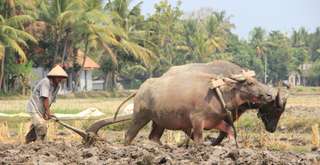 Desa Wisata Grogol: Pesona Alam dan Budaya di Yogyakarta, Mas Bellboy