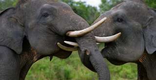 Menyusuri Taman Nasional Tesso Nilo, Jantung Hijau Riau yang Penuh Cerita, Mas Bellboy