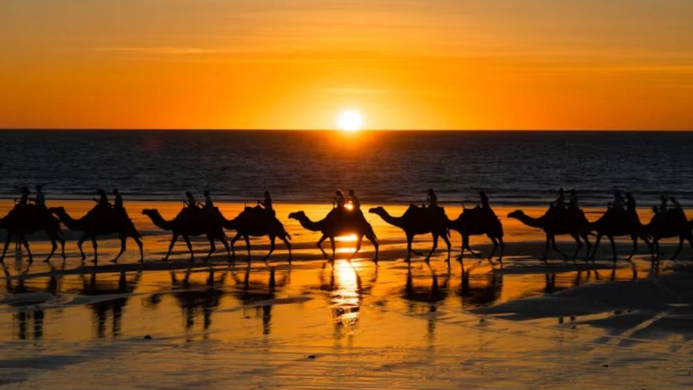 Camels on Cable Beach in Broome, Western Australia