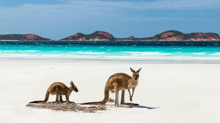 Kangaroos on the beach in Esperance, Western Australia