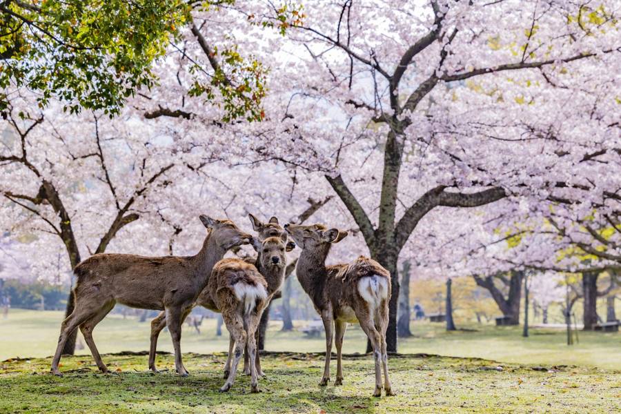 cherry-blossom-in-nara-park