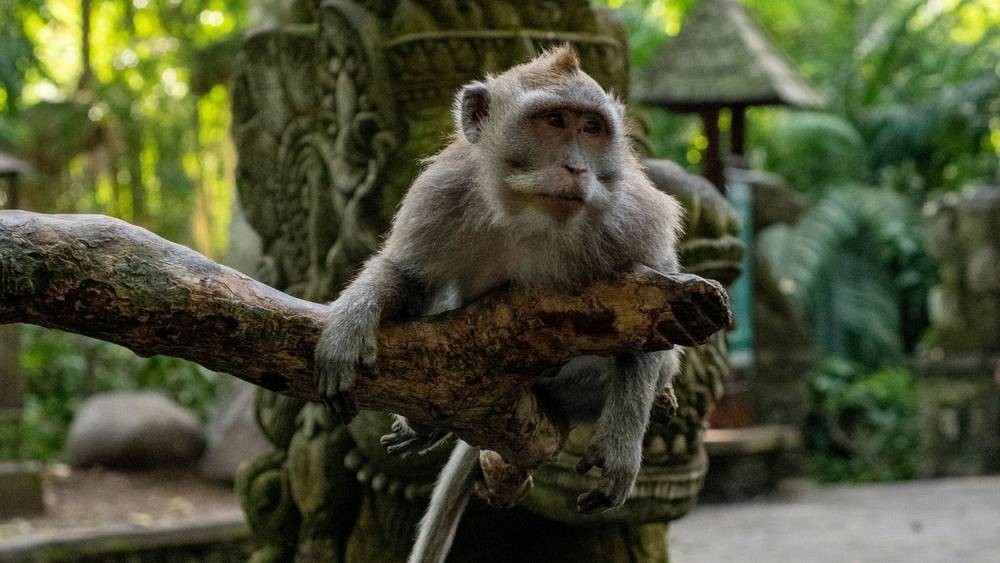 A money on a branch at the Monkey Forest in Ubud, Bali, Indonesia.