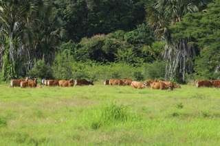 2 Taman Nasional di Ujung Tenggara Pulau Jawa dan Daya Tarik Uniknya, Mas Bellboy