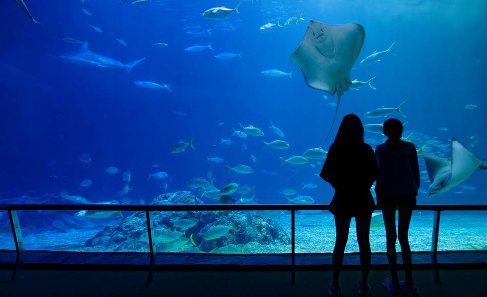 Rekomendasi Wisata Aquarium Semarang yang Populer
