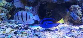 3 Wisata Aquarium Bandung Terbaru: Harga Tiket, Lokasi, dan Jam Buka, Mas Bellboy