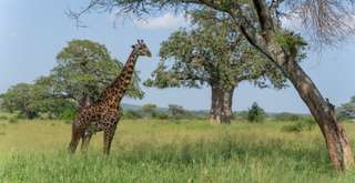 Menyusuri Pesona Liar dan Budaya Eksotis Negara Afrika Timur, Travel Bestie