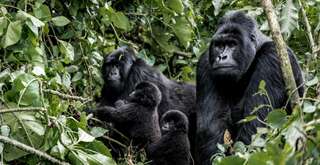 Negara Afrika Tengah: Eksotisme Alam Liar dan Budaya yang Belum Banyak Dijelajahi, Travel Bestie