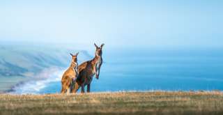 Hari Libur Australia: Momen Terbaik Menyusun Liburan Impian ke Negeri Kanguru, Travel Bestie