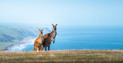 Hari Libur Australia: Momen Terbaik Menyusun Liburan Impian ke Negeri Kanguru, Travel Bestie