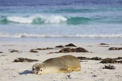 Long weekend road trips from Adelaide, Traveloka Team