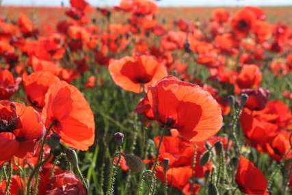 Everything you need to know about ANZAC Day, Traveloka Team
