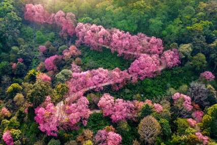 The best places and times to see cherry blossoms in Australia, Traveloka Team