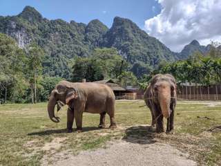 Kemegahan Negeri Gajah Putih: Apa Hewan Nasional Thailand?, Mas Bellboy