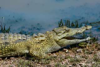 Mengenal Buaya: Sang Leluhur dan Pelindung Pulau Timor Leste, Mas Bellboy