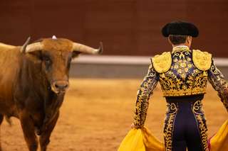 Mengenal Banteng Spanyol: Sang Ikon Keberanian dari Negeri Matador, Mas Bellboy