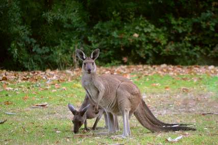 Menjelajahi Keunikan Satwa Marsupial: Apa Hewan Nasional Australia?, Mas Bellboy