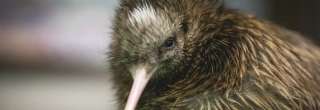 Mengenal Kiwi: Si Burung Unik yang Menjadi Jiwa Selandia Baru, Mas Bellboy