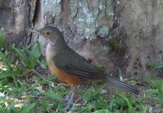 Mengenal Burung Murai Rufous-bellied: Sang Melodi Kebanggaan Brasil, Mas Bellboy