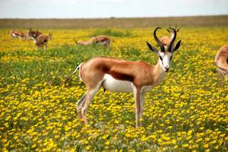 Mengenal Springbok: Sang Pelompat Lincah dari Afrika Selatan, Mas Bellboy