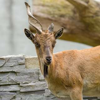 Mengenal Markhor: Sang Penguasa Tebing dari Pakistan, Mas Bellboy