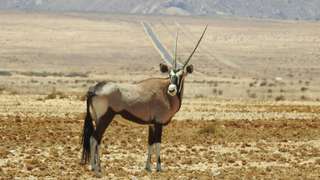 Mengenal Arabian Oryx: Sang Permata Gurun dari Qatar, Mas Bellboy