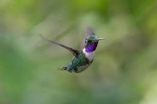 Menjelajahi Jantung Amerika Selatan: Apa Hewan Nasional Paraguay?, Mas Bellboy