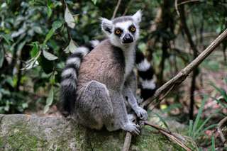 Menjelajahi Dunia Unik Lemur: Apa Hewan Nasional Madagaskar?, Mas Bellboy