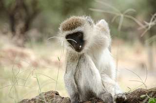 5 Hewan Endemik Sulawesi Utara Paling Unik & Langka | Traveloka, Mas Bellboy