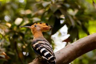 Mengenal Burung Hud-hud: Sang Pembawa Pesan yang Menjadi Ikon Israel, Mas Bellboy