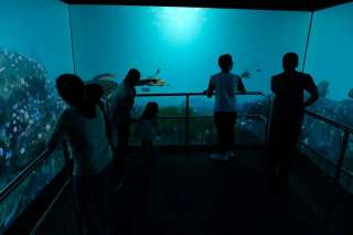 3 Wisata Aquarium Surabaya dan Tempat Edukasi Satwa Air untuk Keluarga, Mas Bellboy