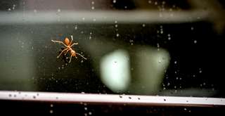 Cara Mengusir Semut di Mobil Agar Kabin Tetap Bersih dan Nyaman, Travel Bestie