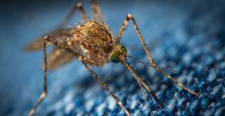 Mengenal Islandia: Satu-Satunya Negara yang Tidak Ada Nyamuk di Dunia, Travel Bestie