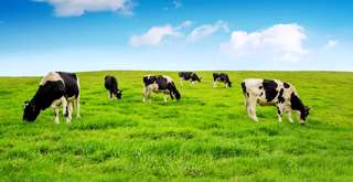 Mengenal Proses Susu Lebih Dekat di Wisata Edukasi Susu Batu, Xperience Team