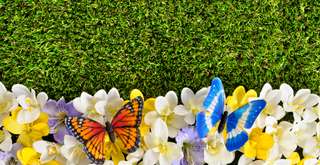 Taman Kupu Kupu Bali, Destinasi Wisata Alam yang Penuh Warna, Xperience Team