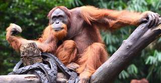 5 Kebun Binatang di Medan yang Menarik untuk Wisata Keluarga, Xperience Team