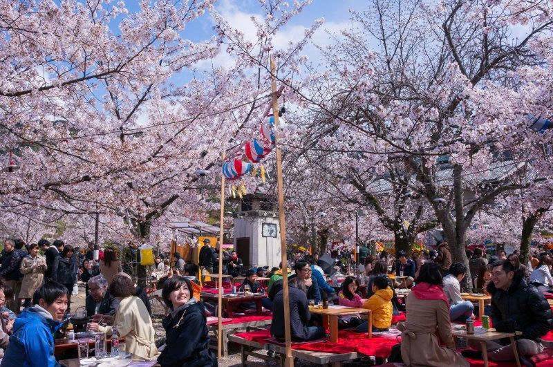 Maruyama Park là địa điểm thưởng hoa anh đào nổi tiếng tại cố đô Kyoto 