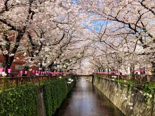 Nakameguro: Khám phá khu phố lãng mạn, nghệ thuật tại Tokyo, Traveloka VN