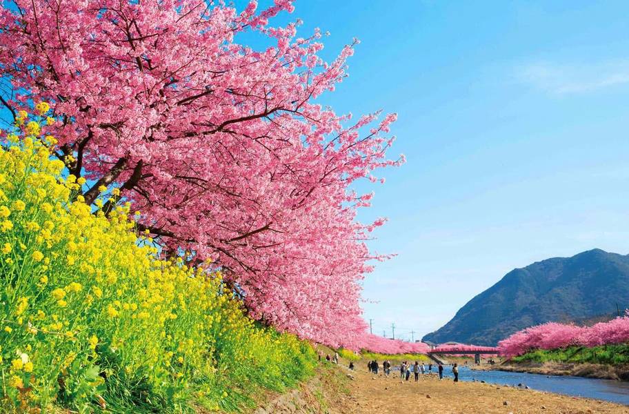 Mùa xuân là thời điểm Kawazu rực rỡ nhất khi hoa anh đào và hoa cải cùng nở rộ 