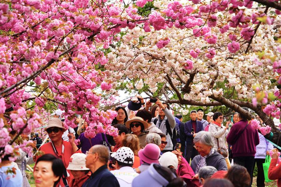 Nhờ sự đa dạng giống cây, công viên Ngọc Uyên Đàm luôn là một trong những điểm ngắm sakura đẹp nhất Bắc Kinh