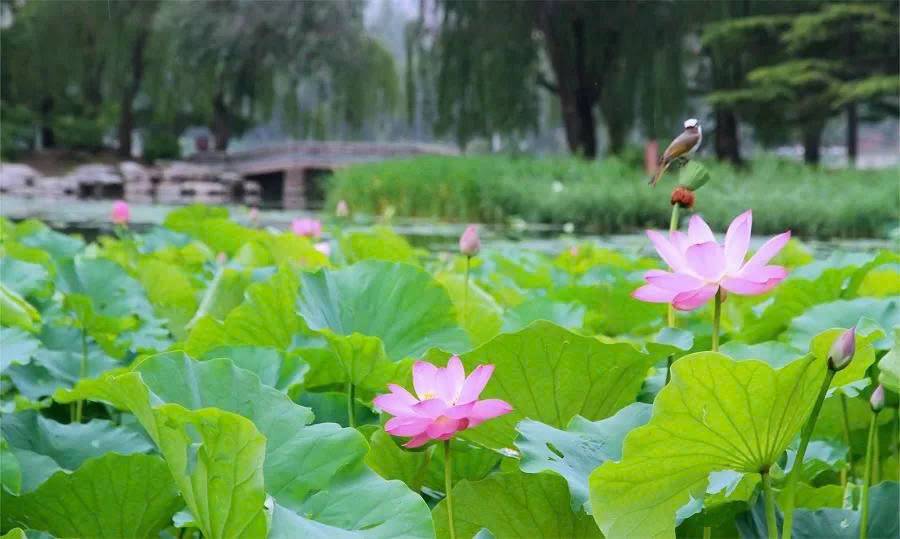 Những ao sen nở rực rỡ mỗi khi công viên Ngọc Uyên Đàm bước vào mùa hè