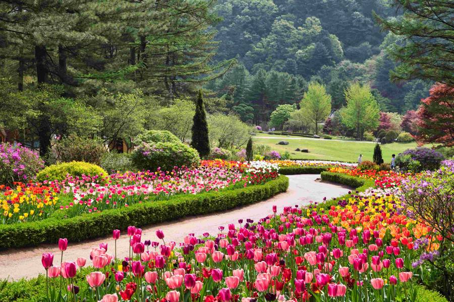 Garden of Morning Calm – điểm đến nổi bật với cảnh sắc hoa thay đổi theo từng mùa trong năm. | Nguồn: Garden of Morning Calm