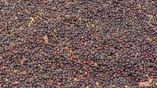5 Minuman Khas Lampung yang Wajib Dicoba, Mas Bellboy