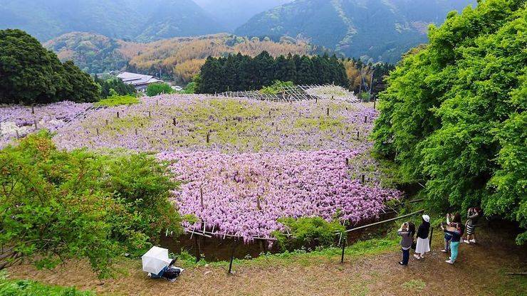 จุดชมวิวมุมสูงของสวน Kawachi Fuji Garden