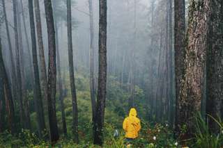 Gunung Manglayang: Destinasi Pendakian Favorit dan Wisata Pinus di Bandung Timur, Waktu baca 2 menit
