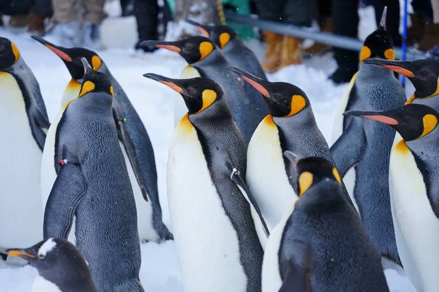 Asahiyama Zoo