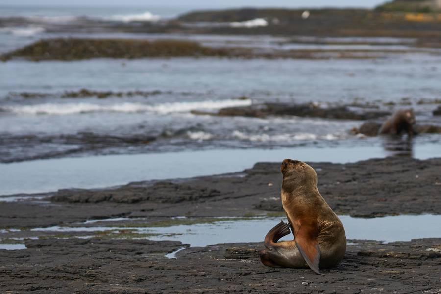 Sea Lion Island