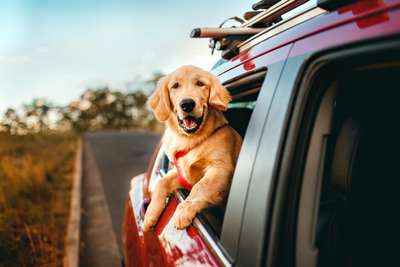 How to Travel with Your Pet 2026: A Complete Guide to Stress-Free Pet-Friendly Trips, Traveloka SG