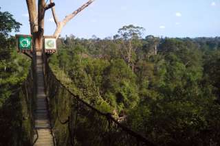 Menjelajahi Bukit Bangkirai yang Punya Canopy Bridge Ikonik, Waktu baca 4 menit