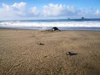 Pantai Rajegwesi Banyuwangi: Lokasi, Harga Tiket Masuk, dan Daya Tariknya, Mas Bellboy