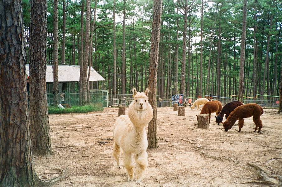 Zoodoo Dalat